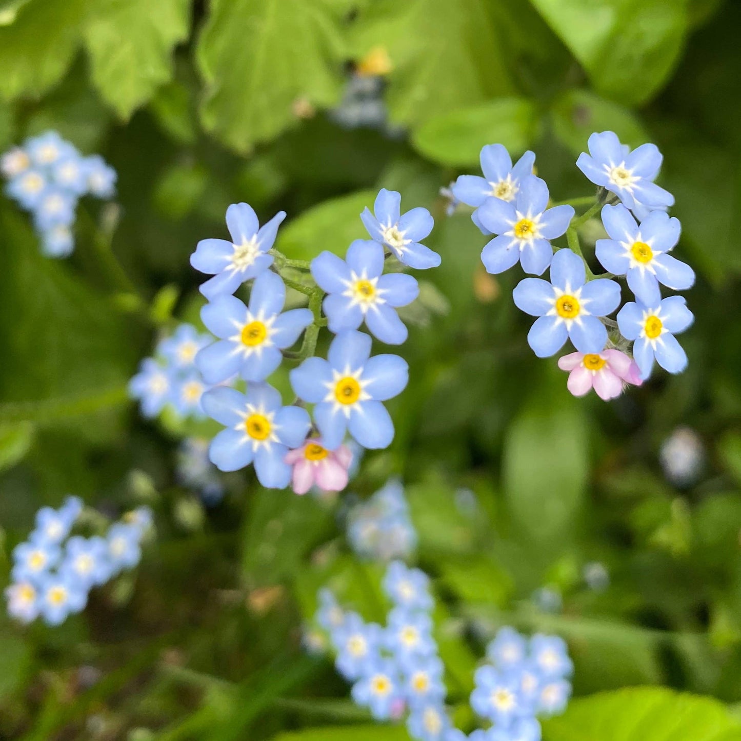 Forget Me Not Blue Mini Flower Pendant Necklace