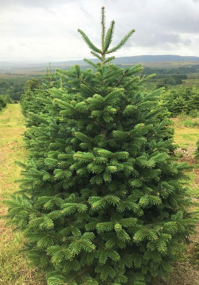 5Ft Premium Nordman Fir Real Christmas Tree - Preorder