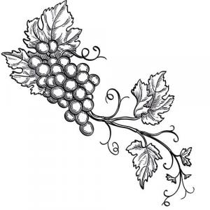GRAPESEED - CARRIER OIL - Vitis vinifera
