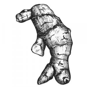 GINGER - PURE ESSENTIAL OIL - Zingiber officinale