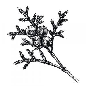 CEDARWOOD (Virginian) - PURE ESSENTIAL OIL - Juniperus virginiana