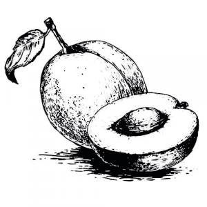 APRICOT KERNEL - CARRIER OIL - Prunus armeniaca