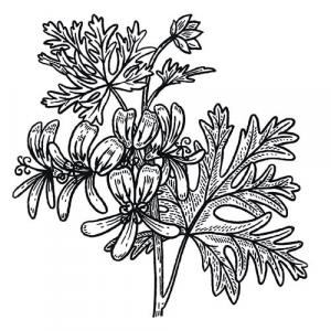 ROSE GERANIUM - PURE ESSENTIAL OIL - Pelargonium species