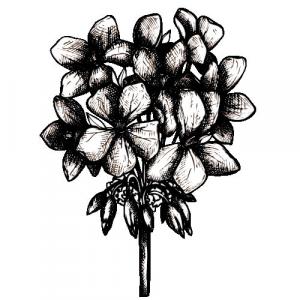 GERANIUM - PURE ESSENTIAL OIL - Pelargonium graveolens